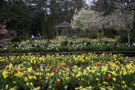 Flower terraces in Duke Gardens in Durham, North Carolina