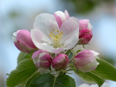 Bloom white pink