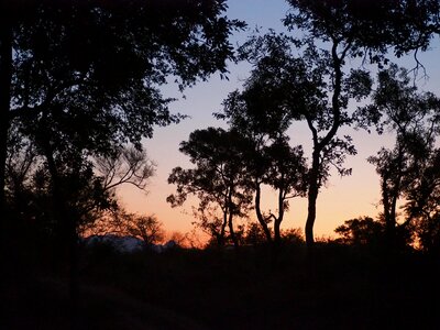 Tree sunset sky