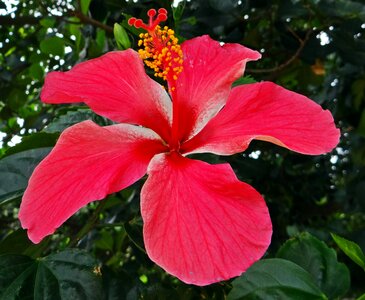 Plant natural blossom