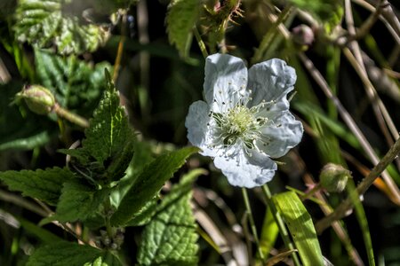 Beautiful beautiful flowers biology photo