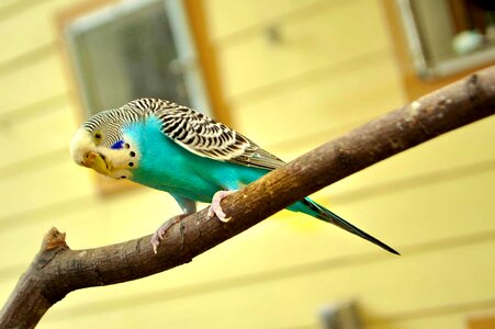 Blue blue parakeet bird photo