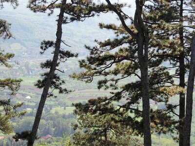 Conifers hills hillside photo