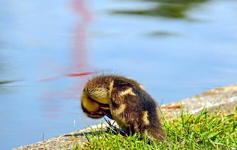 Aquatic Bird bird duck