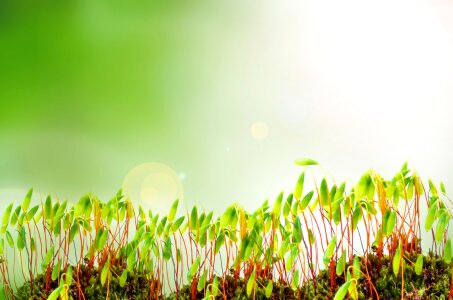 Young seedling growing in sunlight