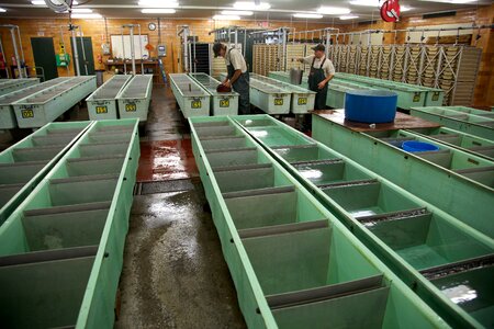 Autumn facilities Oncorhynchus tshawytscha