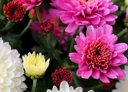 Inflorescences basket shaped autumn flowers photo