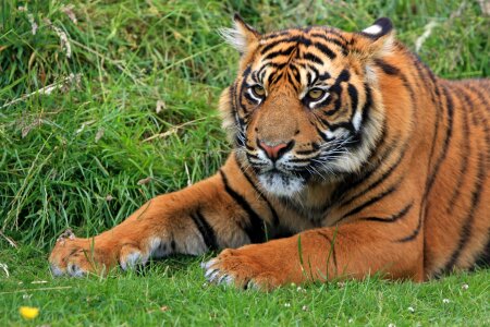 Tiger cub cub young photo