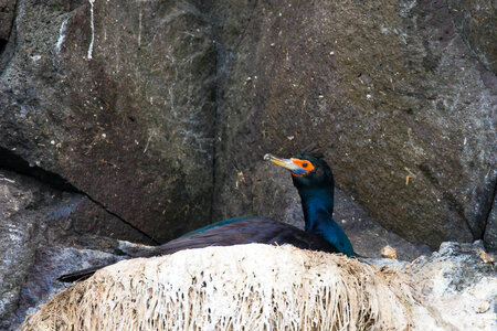 Red-faced cormorant on nest. photo