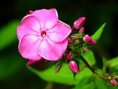 Bloom pink flower