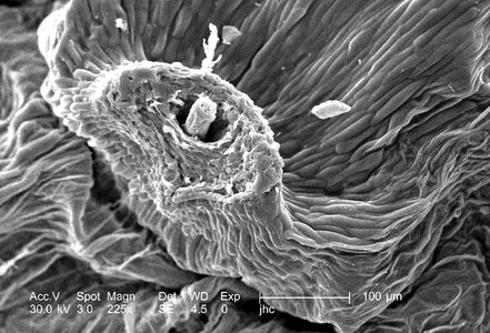 Microscopy photomicrograph tooth photo