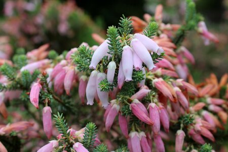 Pink flower plant