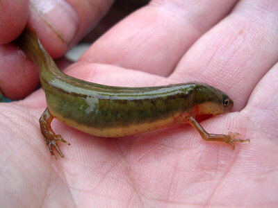 Striped newt, Georgia-1