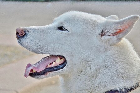 Dogs iditarod white