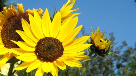 Yellow sun colorful