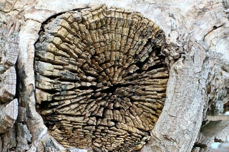 Cross section grain branch photo