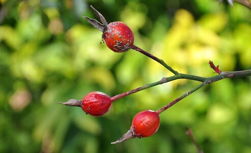 Plant garden spring photo