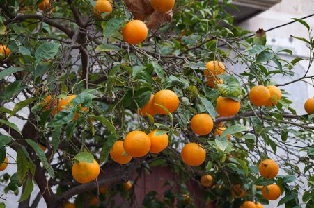 Fruit oranges sóller