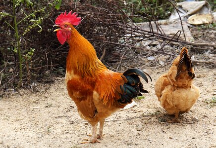 Big cock cock flower cock