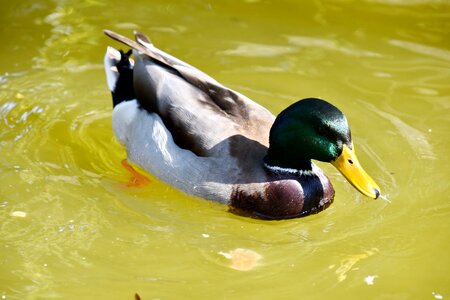 Mallard plumage wildlife photo