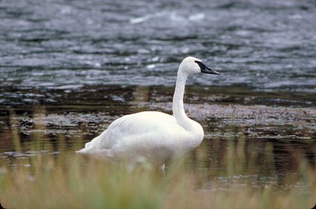 Bird mute swan shoreline