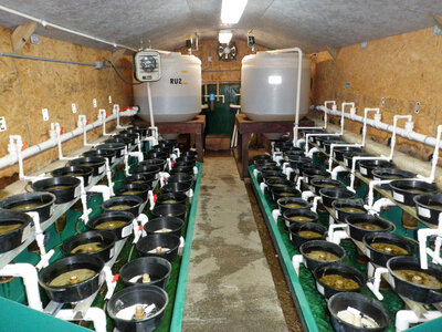 Rearing pan system at the Virginia Department of Game and Inland Fisheries’ Aquatic Wildlife Conservation Center