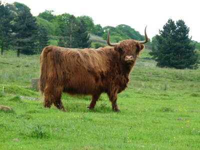 Cattle bull animal photo