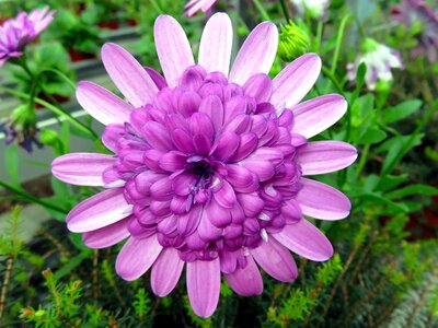 Summer violet osteospermum photo