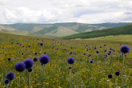 Landscape outlook fauna photo