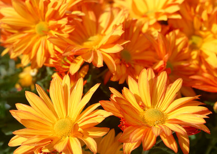 Red daisy flowers photo