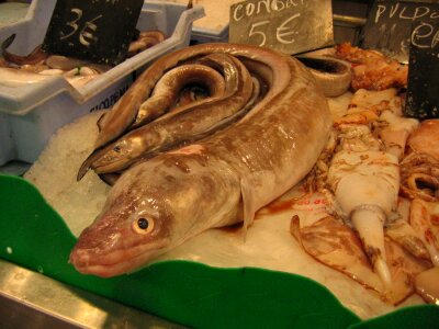 Fish market market eels
