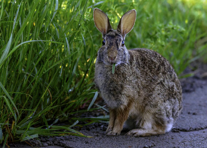 Eastern Cottontail 