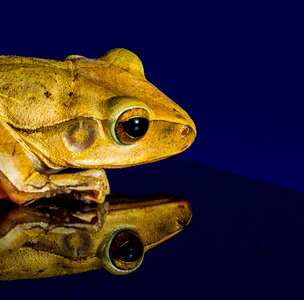 Head reflection mirroring