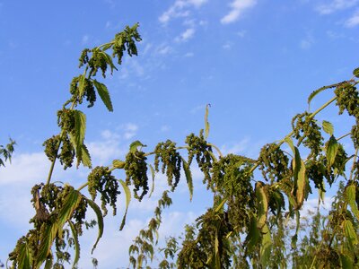 Seeds plants leaf photo