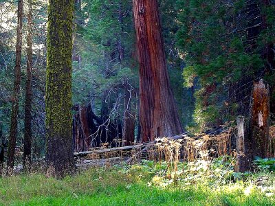 Trees  