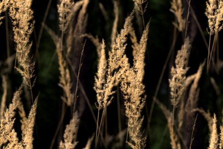 Meadow halme meadow grass