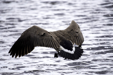 Goose landing in the water
