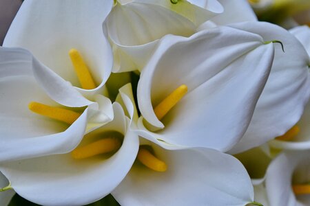 Botany horticulture white flower