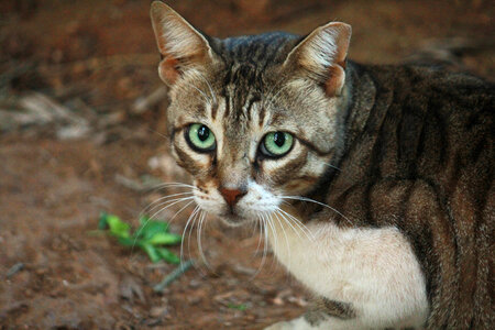 Cat Looking At Camera