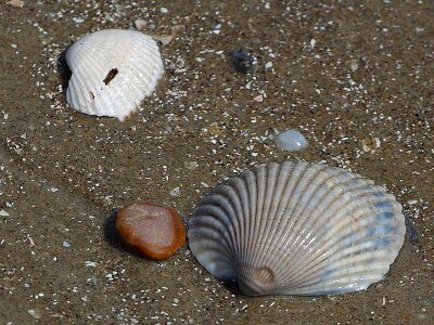 Beach conch ocean