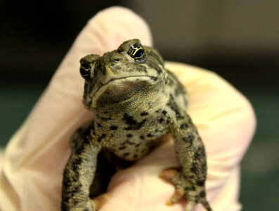 Wyoming toad-1