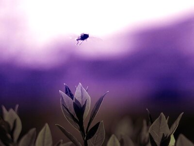 Flight garden insect