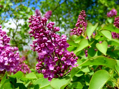 Lilacs flower garden