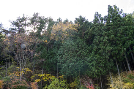 9 Mitsutoge