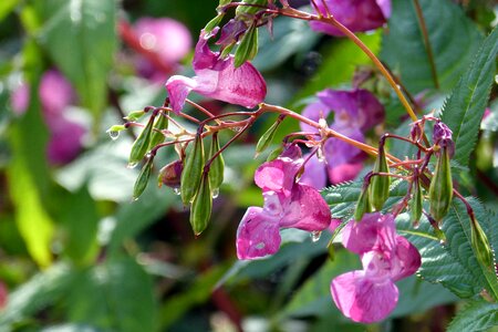 Pink dewdrop drop of water