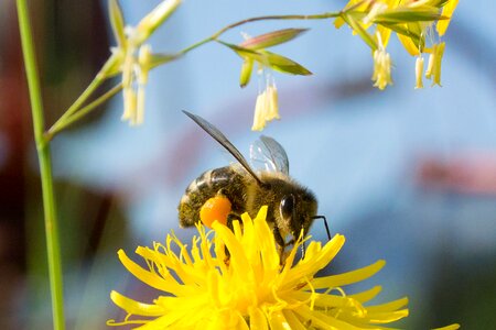 Yellow flower insect photo