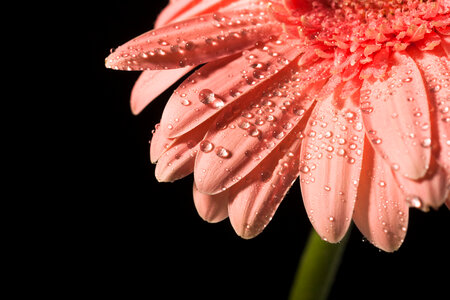 water drops on flower petals photo