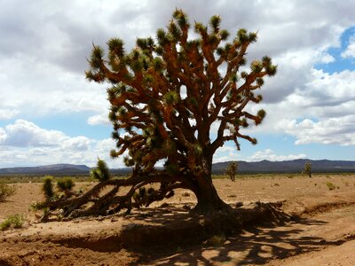 Agavengewächs mojave desert joshua tree national park