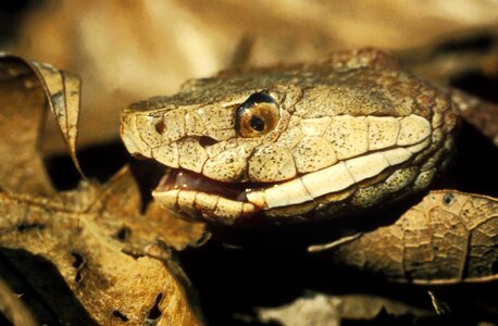Agkistrodon Contortrix chief reptile