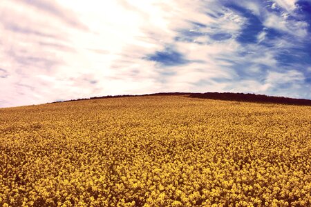 Blue countryside crop